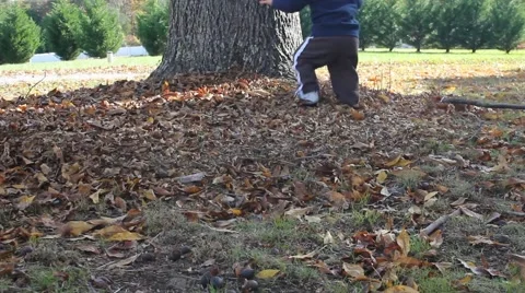Toddler plays next to a tree in the Fall Stock Footage 44447475