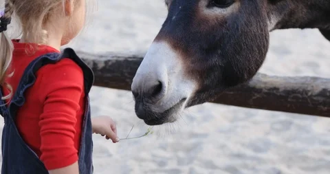 Toddler with small braid feeds hungry little burro Stock Footage 123778490