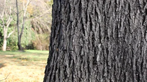 Toddler touching a tree Stock Footage 44447593