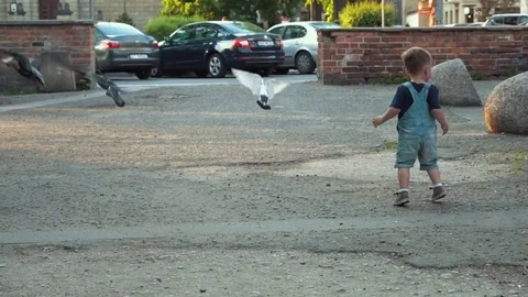 Toddler trying to catch pigeons Stock Footage 79927188