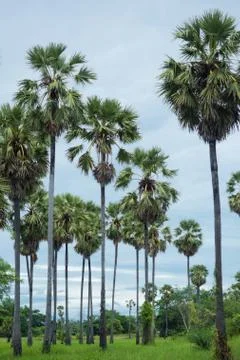 Toddy palm tree Stock Photos