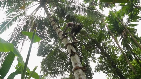 Toddy Tapper Climbing up Video stock 288231750