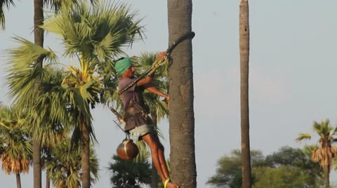Toddy Tapper Climbing Tree Stock Footage 49169203