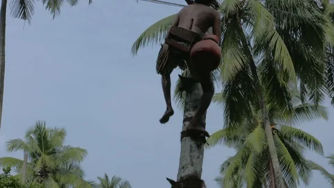 Toddy Tapper Climbs Coconut Tree Video stock 124389899