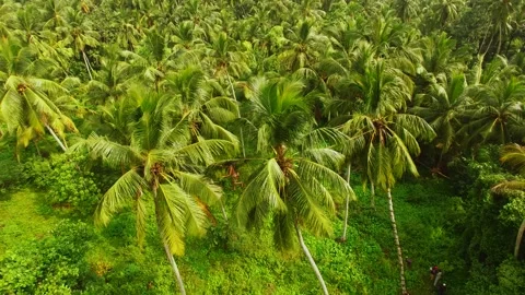 Toddy tapper moving from tree to tree Video stock 288234910