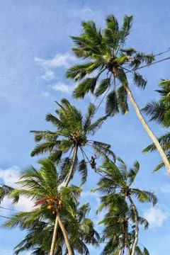 Toddy tapper 库存照片