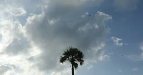 Toddy Trees in Beach Stock Footage 288275157