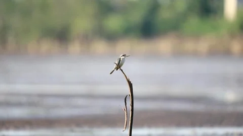 Todiramphus chloris bird Stock Footage 244583797