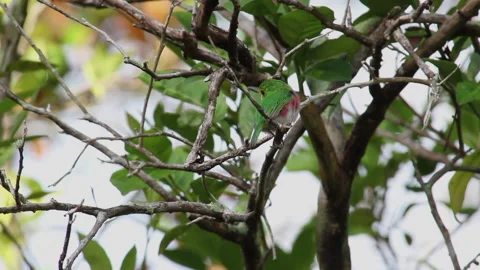 Tody Cuban Bird Stock Footage 130913636