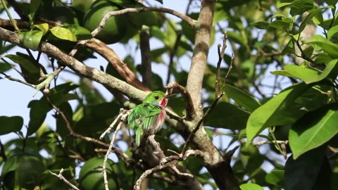 Tody Cuban Bird Stock Footage 130914095