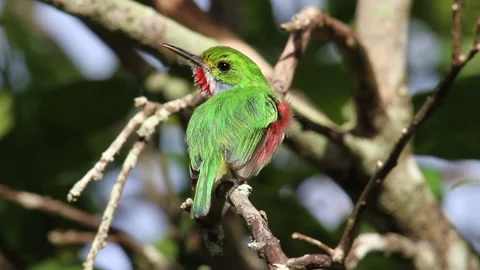 Tody Cuban Bird Stock Footage 130919833