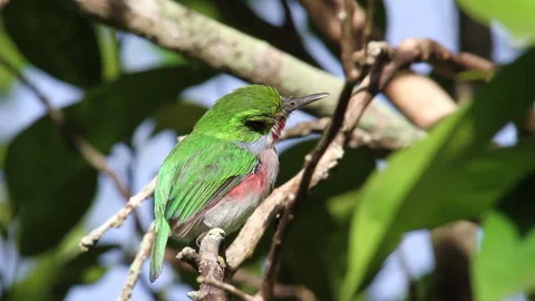 Tody Cuban Bird Stock Footage 130925118