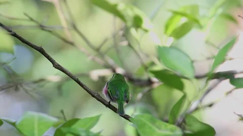 Tody Cuban Bird Stock Footage 131101579