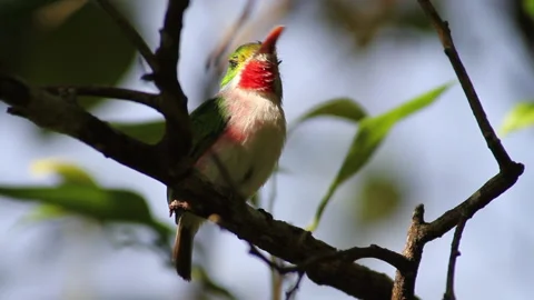 Tody Cuban Bird Stock Footage 131106332