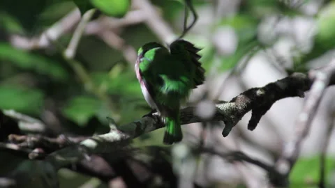 Tody Cuban Bird Stock Footage 131110248