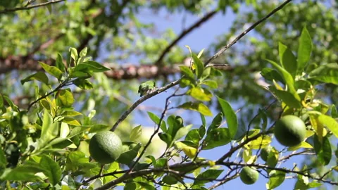 Tody Cuban Bird Stock Footage 131111937