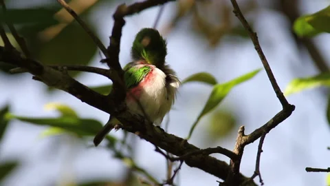 Tody Cuban Bird Stock Footage 131114011