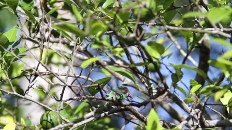 Tody Cuban Bird Stock Footage 131115850