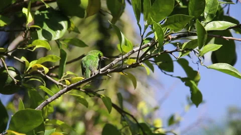 Tody Cuban Bird Stock Footage 131341799
