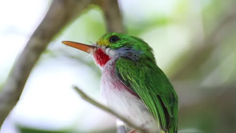 Tody Cuban Bird Stock Footage 131343551