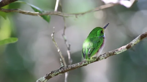 Tody Cuban Bird Stock Footage 131344230