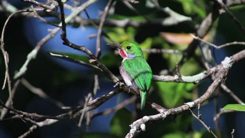 Tody Cuban Bird Stock Footage 131345266