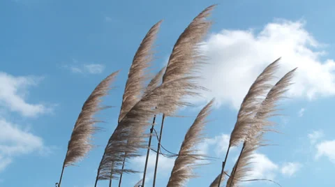 Toe toe tall grass plant Stock Footage 39588477
