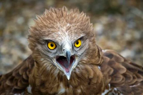 Toed eagle. circaetus gallicus Foto stock