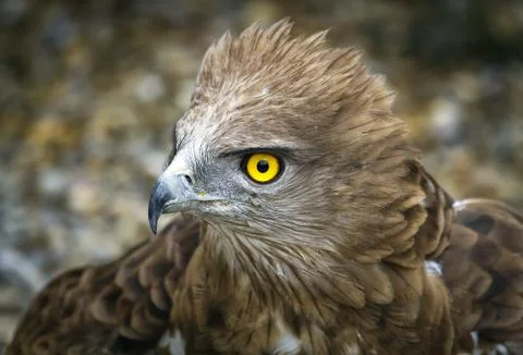 Toed eagle. circaetus gallicus 写真素材