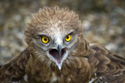 Toed Eagle. Circaetus gallicus Foto stock