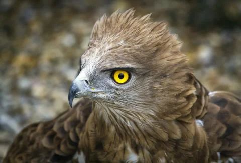Toed Eagle. Circaetus gallicus Fotos de archivo