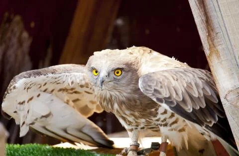 Toed Eagle Foto stock