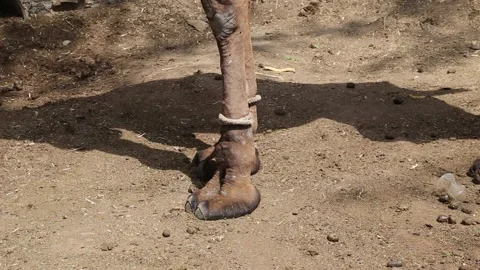 Camel Toe Asian Stock Video Footage | Royalty Free Camel Toe Asian