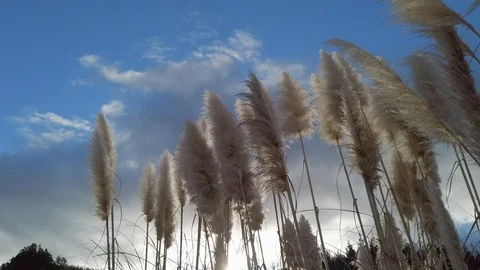 ToeToe blowing in the Wind Stock Footage 111666757