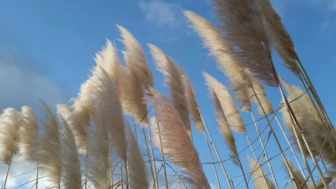 ToeToe blowing in the Wind Stock-Footage 111667008