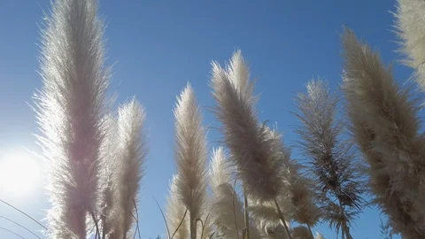 ToeToe blowing in the Wind Stock-Footage 111727522