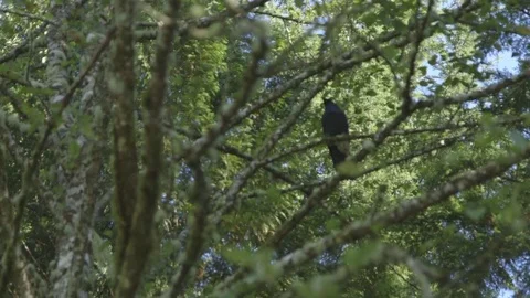 Toffino render Stock Footage 81206821