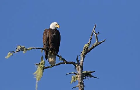 Tofino Bald Eagle Stock Photos
