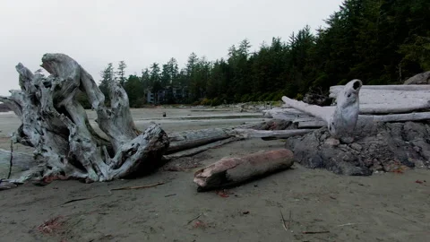 Tofino Drone Tree Logs Stock Footage 172046070