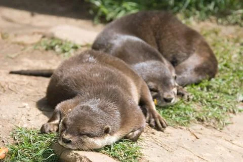 Together Stock Photos