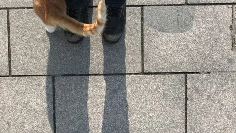 The togetherness of a cat with its master seen in the shadows Stock Footage 219920329