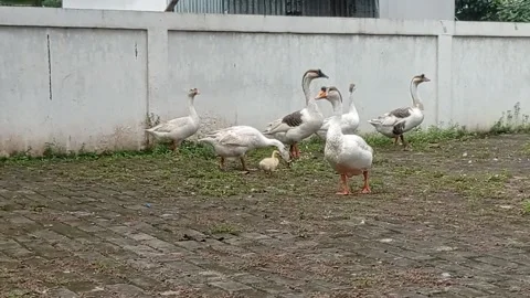 Togetherness Stock Footage 221613105