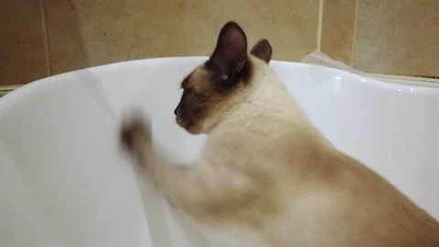 cat peeing and pooping in bathtub