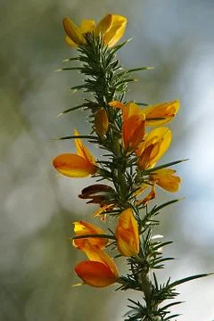 Tojo plant,Ulex europaeus, branch with flowers in sunny day Stock Photos