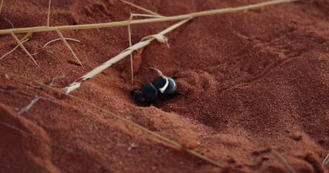 Tok Tokkie beetle shuffeling sand in Namib desert, Namibia Stock Footage 334792252