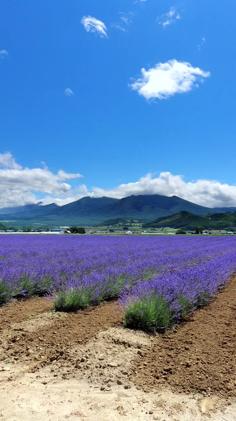 Tokachidake Mountain Range and Lavender Stock Footage 332292437