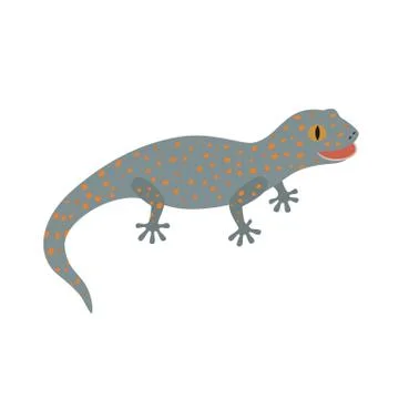 Tokay, Gecko, Calling gecko isolate white Stock Illustration