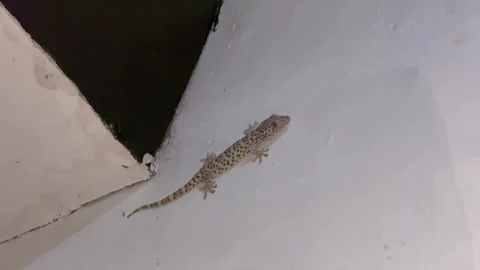 Tokay gecko crawling on a white wall 動画素材 337572402