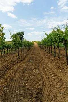 Tokay grapes Stock Photos