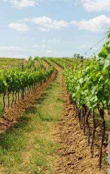 Tokay grapes Stock Photos